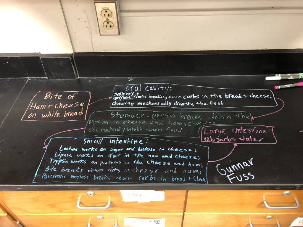 bioshemesh's tweet image. #Chromebooks and #ChalkMarkers let students research and describe what happens to food as it moves through the digestive system #TrumanScience #btsdtigers