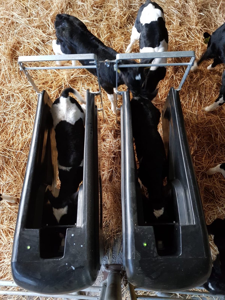 Salesian Ag College On Twitter Bull Calves Easily Adopted To