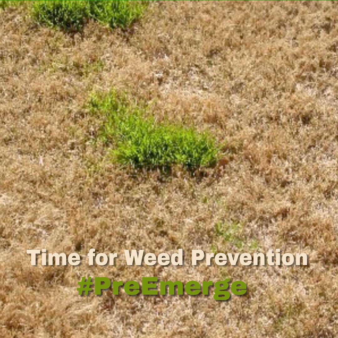 MedixMower's tweet photo. WOW the temperatures this past week have been phenomenal! Get your #PreEmerge out before it's too late 😊 #Weeds ... #GetThemBeforeTheyGetYourGrass
#MobileService #YardPrep #ReelGrind #MowerMaintenance #ReelMowers #Backlapping #NOTP #NorthATL #MowerMedix #SpringIsComing https://t.co/IMVhmpth9J