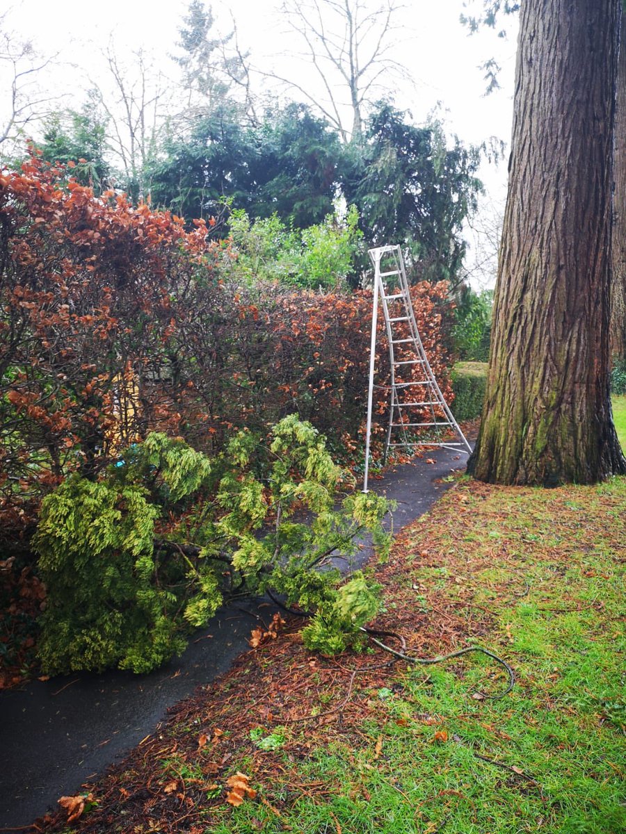 PrimaryTreeSurg's tweet photo. A lucky escape in #StormErk high winds this afternoon when the Wellingtonia dropped a branch which thankfully missed AH &amp; TB who were completing a #hedgereduction beneath it in very wet &amp; windy conditions. Pays to ensure we’re wearing our PPE 😊#treesurgeons https://t.co/FY3zvtsOC3