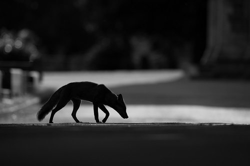 Mammal Society (@mammal_society) on Twitter photo What's happening to Britain's #foxes? Numbers on the increase in towns but disappearing from the countryside? Find out more tomorrow morning (09.02.2019) tune in to <a href="/BBCRadio4/">BBC Radio 4</a> #r4today #mammals #evidencebasedconservation <a href="/MathewsFiona/">Fiona Mathews</a> (c) Kyle Moore What's happening to Britain's #foxes? Numbers on the increase in towns but disappearing from the countryside? Find out more tomorrow morning (09.02.2019) tune in to <a href="/BBCRadio4/">BBC Radio 4</a> #r4today #mammals #evidencebasedconservation <a href="/MathewsFiona/">Fiona Mathews</a> (c) Kyle Moore