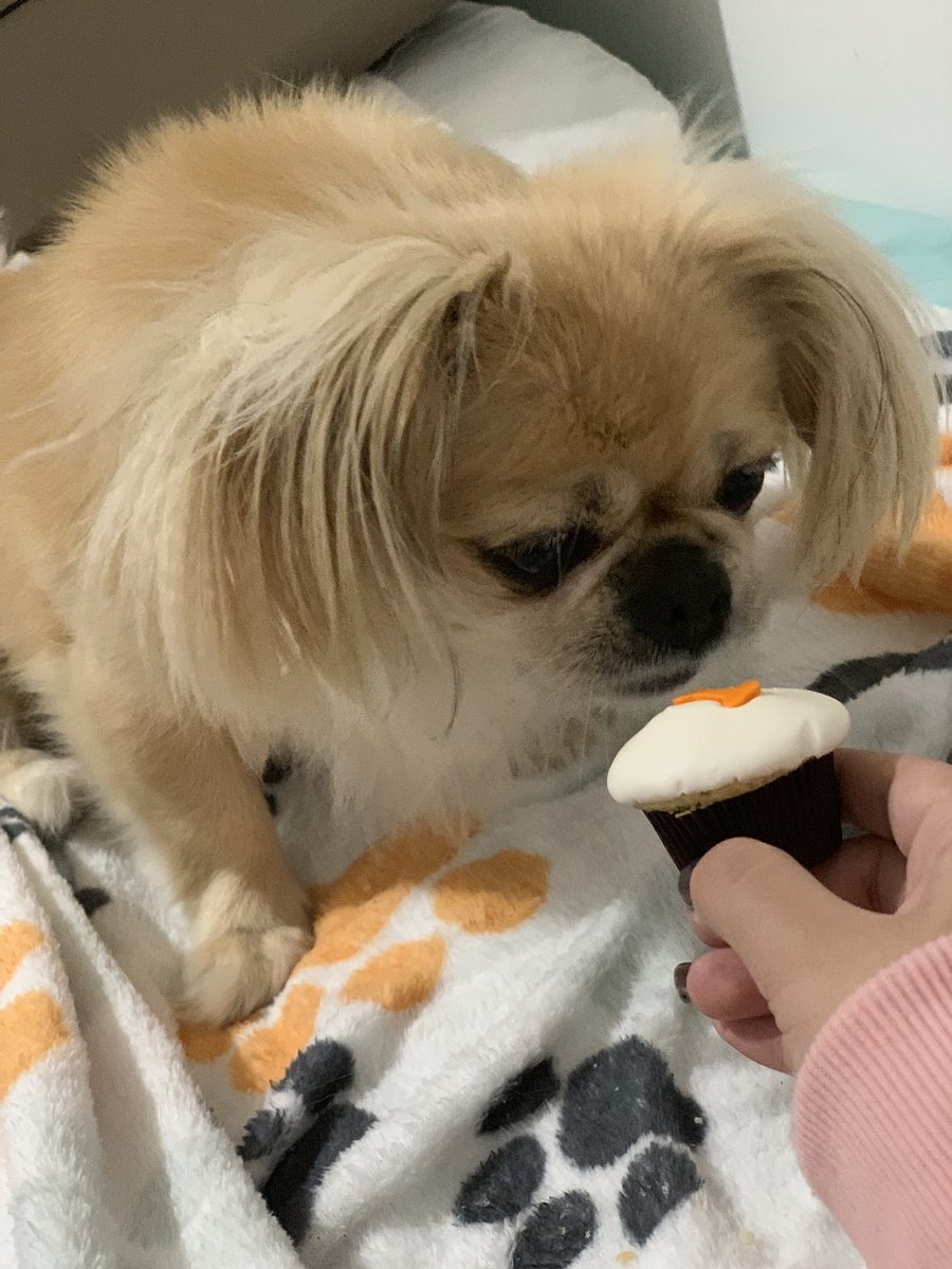 Ariana0399's tweet photo. Mi gordita loves her @sprinkles cupcakes 😍 https://t.co/btPfkhxViv