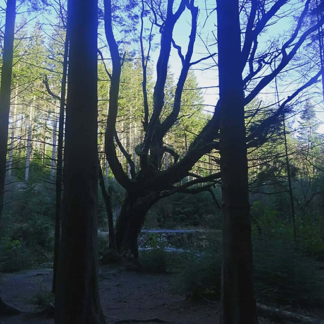 natpackertravel's tweet photo. #SponsoredPost
#Tullymore is the location for several scenes in #GoT including the finding of the #direwolves - do you recognise any other scenes here?
#britmovietours #discoverni #shetravels #travelwithme #GameOfThrones #natpacker #wanderlust #travelblog #travelblogger https://t.co/cQ4tzPizy7