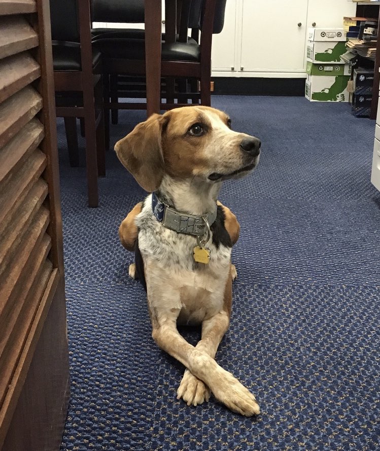 RepMarcyKaptur's tweet photo. Say hi to Robert!
He is an 8 y/o foxhound whose been at home in our DC office all week. In his spare time (when not on the Hill) he likes to stare off into space, long walks in the park, and playing outside with his beagle brother Barney (not pictured) #DogsofCongress #GoodBoy https://t.co/DE9CseXLBD