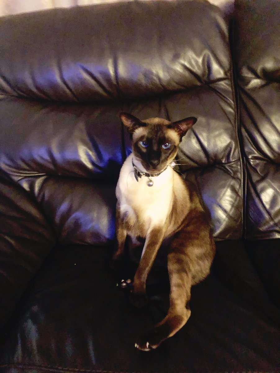 cilmaloney's tweet image. 9. Pet #fms_pet #fmspad #littlemomentsapp Timtam 🐱