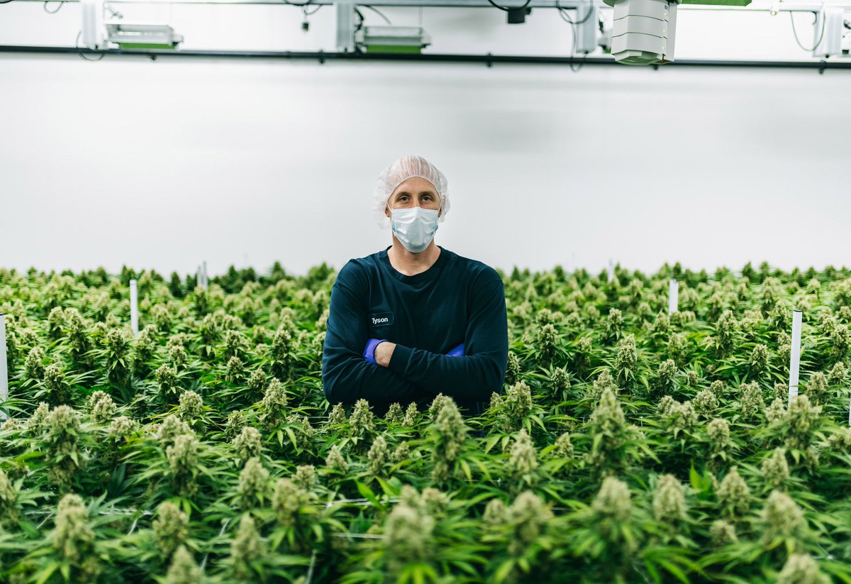 A proud father. Our outstanding cultivator @tysurfing standing over his latest crop. Thrive is a people first Cannabis company and in the coming weeks you'll get to know Tyson on our channels. #CannabisThrives #CraftCannabis #ThriveCannabis #CannabisCommunity #Cannabis