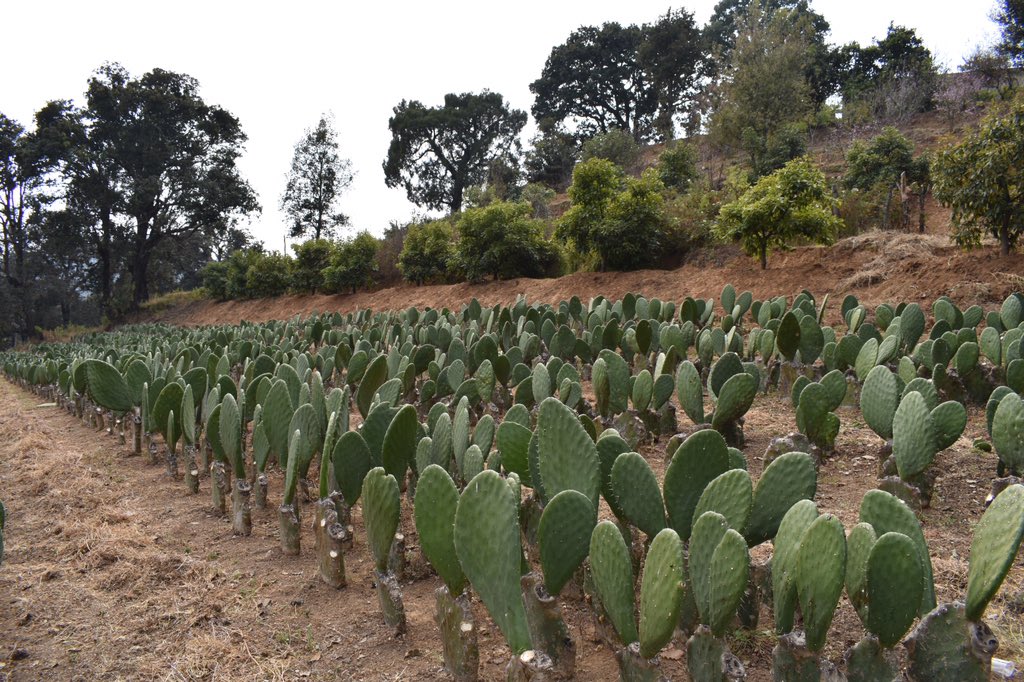 nannapoles's tweet photo. Estoy maravillada con el recorrido que hice en la comunidad de #Xochiaca entre los límites de #Tenancingo y #Joquicingo. Las huertas de Nopal y #microtuneles donde cosechan lechuga, cilantro, rábano, fresa, aguacate, etc. #NNPcontigo #Dtto7Local https://t.co/29QChnnvtu