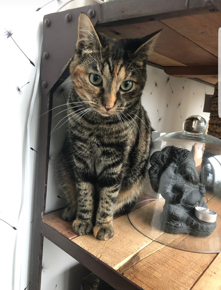 Jet is weg!! Omgeving Jan Wilspark #Oegstgeest #jet #poes #vermist heeft iemand iets gezien??