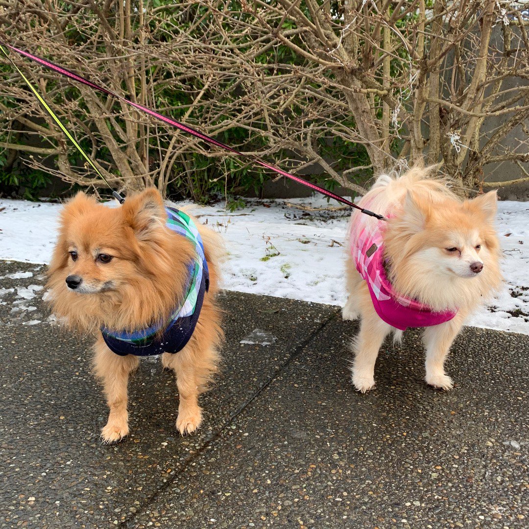 seattlecenter's tweet photo. These little cuties are fully prepared and very excited for #snowmageddonpart2! #DogsOfSeattleCenter https://t.co/8gBjZSwSTA