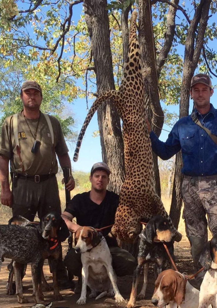 Xpose Trophy Hunting (@xposetrophyhunt) on Twitter photo Chased by hunting dogs till exhausted, cornered, and then shot to death by these trophy killers in Zimbabwe. The fear that this leopard felt and for what? A short lived thrill and a selfie! 007😒(see video below)
<a href="/Protect_Wldlife/">PROTECT ALL WILDLIFE</a> <a href="/rickygervais/">Ricky Gervais</a>
youtube.com/watch?v=4LLFjl… Chased by hunting dogs till exhausted, cornered, and then shot to death by these trophy killers in Zimbabwe. The fear that this leopard felt and for what? A short lived thrill and a selfie! 007😒(see video below)
<a href="/Protect_Wldlife/">PROTECT ALL WILDLIFE</a> <a href="/rickygervais/">Ricky Gervais</a>
youtube.com/watch?v=4LLFjl…