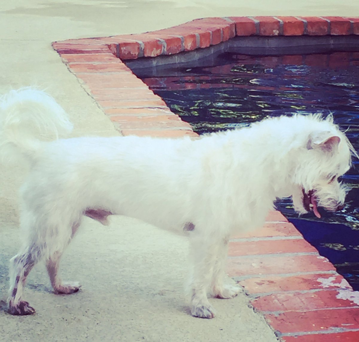 GreenOaksMedia (@mediaoaks) on Twitter photo 