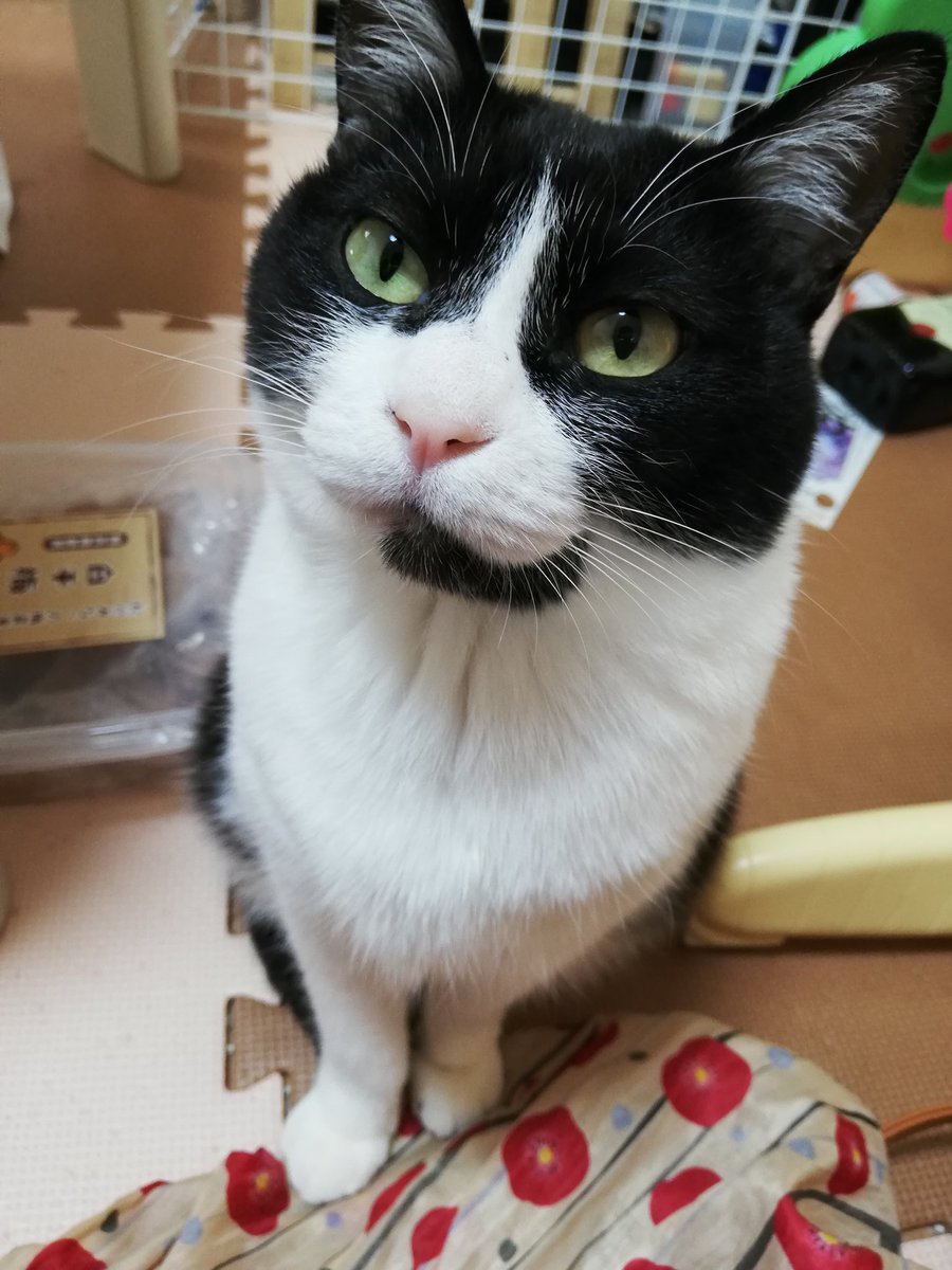 お疲れ様です 猫どうぞ グラブル メンテ延長が 猫祭り になったワケ 岡田有花 個人 Yahoo ニュース