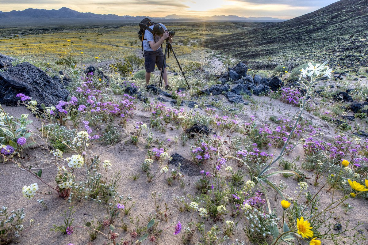 BLMNational's tweet photo. Happening tomorrow: @BLMCa’s Instameet &amp; Star Party! This is a great opportunity for photographers to capture the dynamic contrast of wildflowers and black lava at this iconic landscape. After sunset, astronomers will be around to interpret the night sky! https://t.co/oWIOskS4GJ https://t.co/bppk3VIO3a