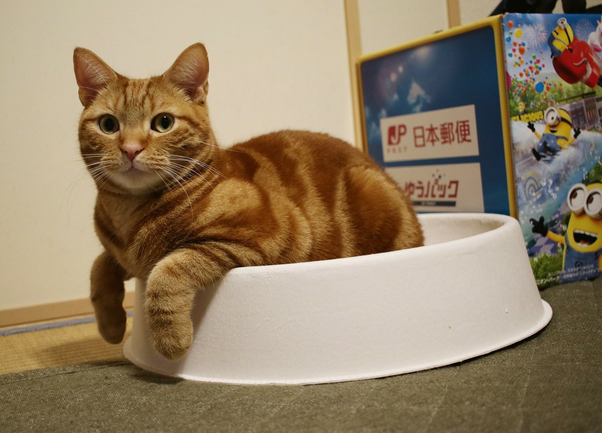 ☃が降ってる地域もあるかと思います。寒いので暖かく過ごして下さいね❄

良い週末を(((:з)⌒(ε:)))

#ぼん #アメショ 
#ご機嫌野郎Aチーム 
#おはようございます