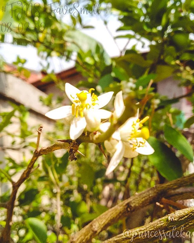 Princess_Aleka's tweet image. [39/365] Día 8. Aroma favorito: En éste momento es el aroma de las flores del limonero. • (Day 8. Fave smell: At this moment is the scent of lemon flowers.) • • •
#FMSPAD #FMSPhotoADay @fmsphotoaday #FMSPhotoADayFeb #FMS_FaveSmell #PhotoADayChallenge… bit.ly/2N39EQN