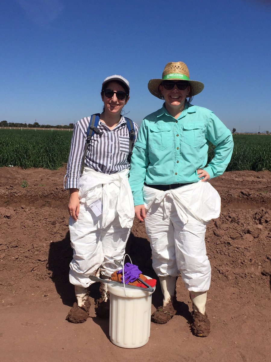 Bethany Love (@bethany_love94) on Twitter photo Hormone and gene expression sampling with <a href="/AmyWatsAg/">Amy Watson</a> in the field 🌾🧪🧬 <a href="/CIMMYT/">CIMMYT</a> <a href="/WheatPhysiology/">Wheat Physiology @ CIMMYT</a> <a href="/IWYP_wheat/">IWYP</a> Hormone and gene expression sampling with <a href="/AmyWatsAg/">Amy Watson</a> in the field 🌾🧪🧬 <a href="/CIMMYT/">CIMMYT</a> <a href="/WheatPhysiology/">Wheat Physiology @ CIMMYT</a> <a href="/IWYP_wheat/">IWYP</a>