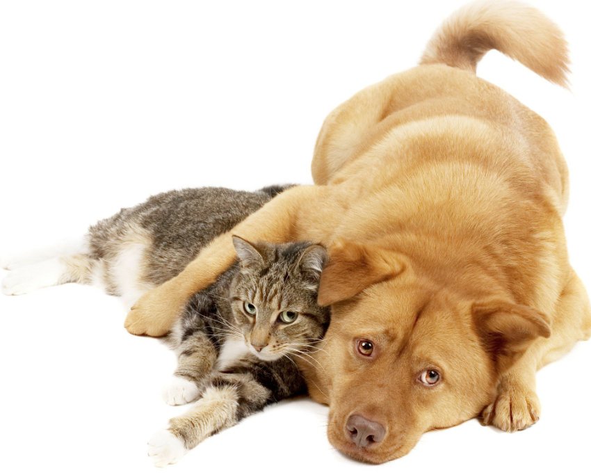 AMVQVETERINAIRE's tweet image. Le Canada compterait désormais, un total de 16,5 millions de #chats et de #chiens ! cahi-icsa.ca/fr/press-relea…