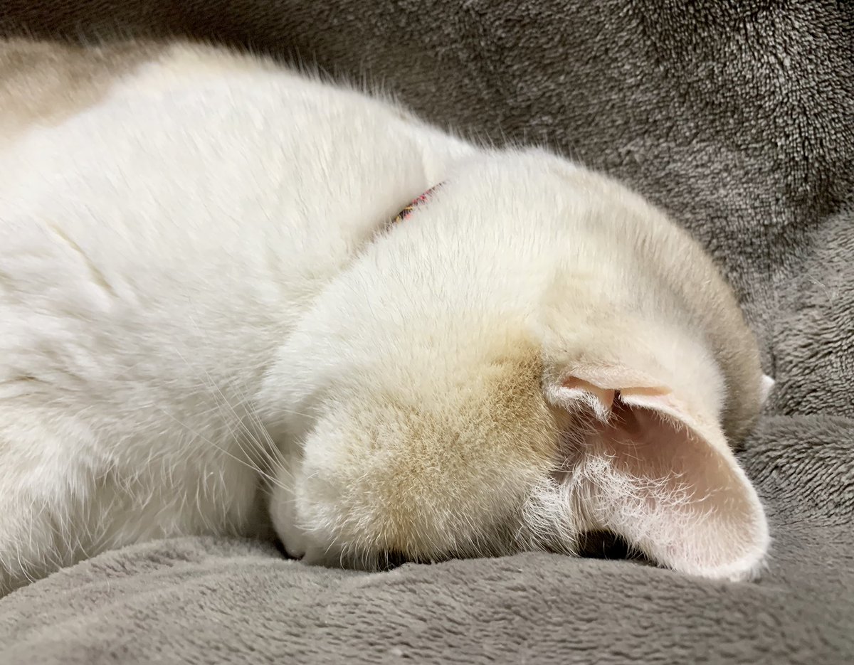 おはようございます☁️
今まで水抜きした事なかったけど、－12℃の予報で水抜きしました💦でも、今朝は－6℃でε(´∀｀;)ﾎｯ

鼻が赤くなるミルキーはあっためてるのかにゃ(*´艸`*)

皆様、温かくしてお過ごしください( *´︶`*)

 #ねこ 
 #猫好きさんと繋がりたい 
 #ごめん寝