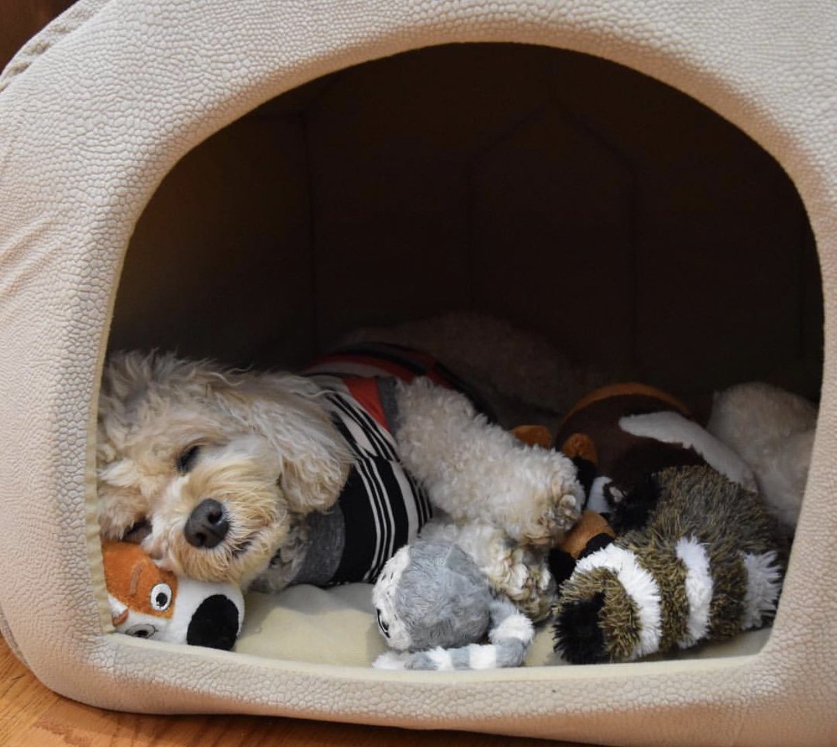UrbanPawPet's tweet photo. Sleep tight 🖤💁🏻‍♀️

Thanks to our Instagram friend for sharing this sweet photo! Tag us in your pics for a chance to be featured! https://t.co/Kl4ATUGSRC