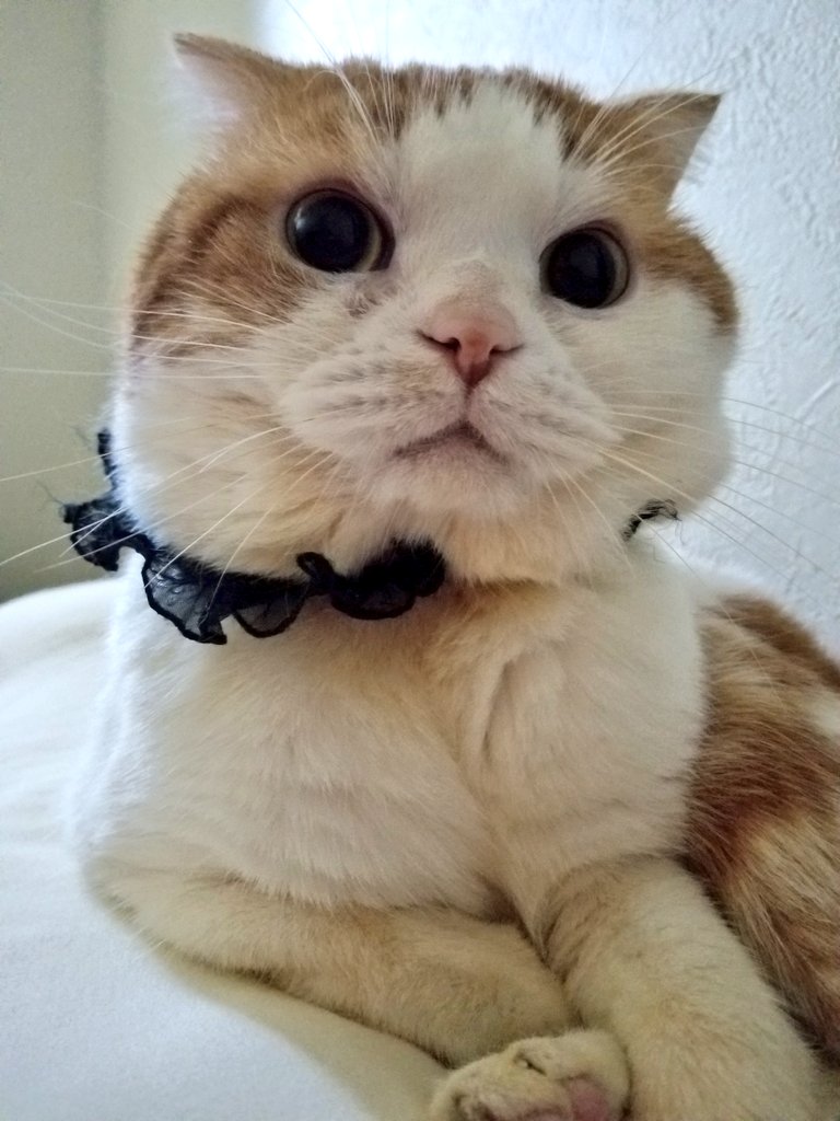 こんにちは👋😃
今朝はラムと、二度寝堪能しました😼💤