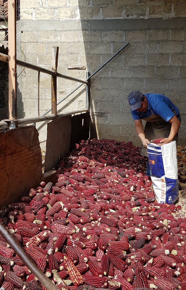 JosBarreraO1's tweet photo. #PROAGROCapacita Preparando insumos PV 2019. Maices Criollos. San Nicolás de los Ranchos, Puebla. https://t.co/kg3dqCx3iW
