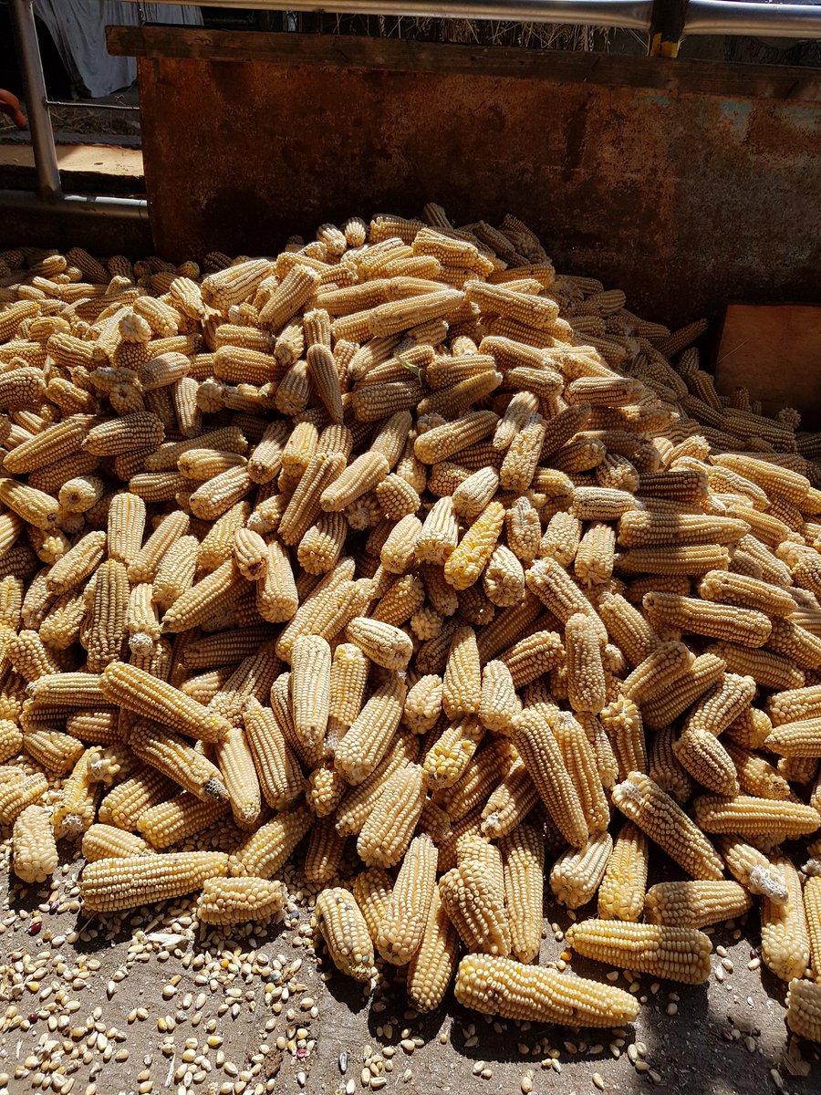 JosBarreraO1's tweet photo. #PROAGROCapacita Preparando insumos PV 2019. Maices Criollos. San Nicolás de los Ranchos, Puebla. https://t.co/kg3dqCx3iW