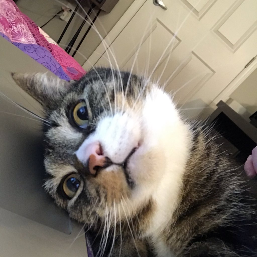 AWritersWay's tweet image. Sitting down to dive into #WriteOnCon2019 and my cat Bigby is like...