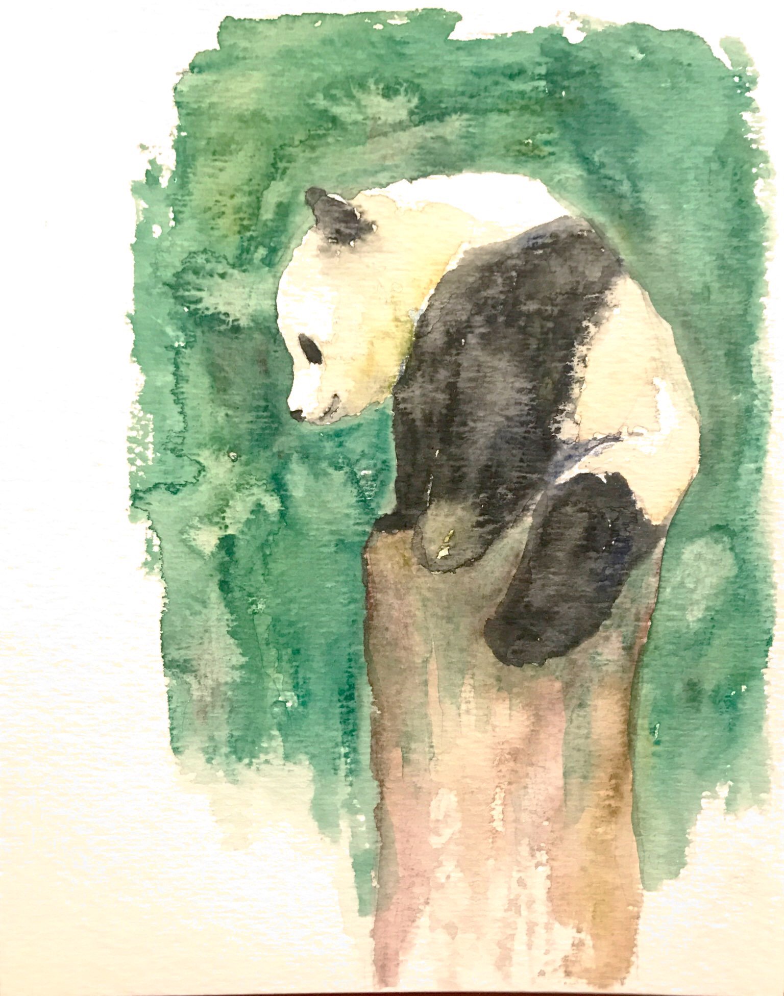 すなぱんだ 去年描いた絵 シャンシャンが公開された頃はまだ絵の具持ってなくて 水彩色鉛筆で描いていました 荒いけどこれはこれで味があるのではと思ったりもしています パンダ シャンシャン Panda 上野動物園 水彩 絵描きさんと繋がりたい