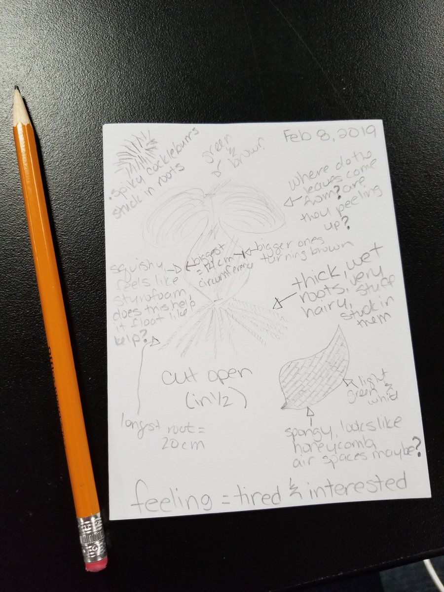 twnklstrr's tweet image. Investigating water hyacinth pulled from the San Joaquin River. @CREECnetwork @TenStrands #enviroliteracy