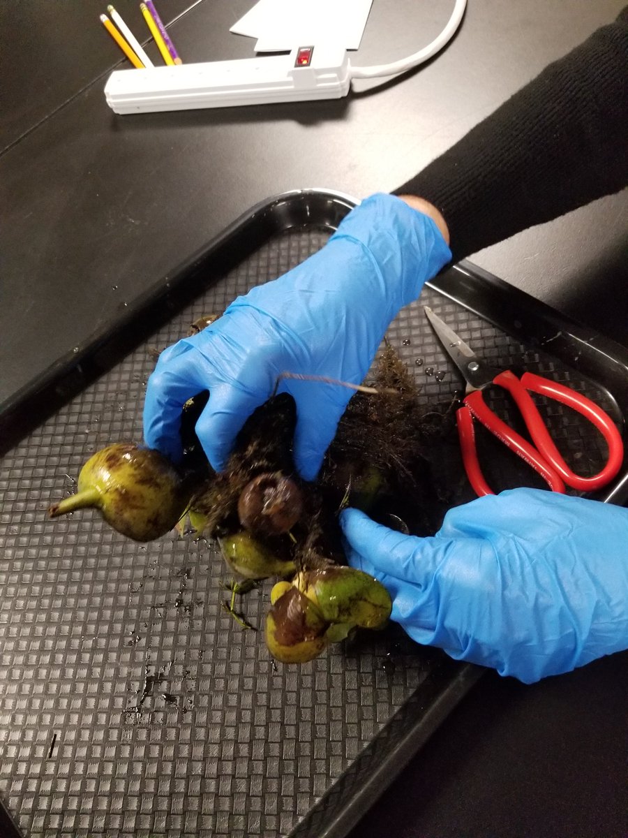 twnklstrr's tweet image. Investigating water hyacinth pulled from the San Joaquin River. @CREECnetwork @TenStrands #enviroliteracy