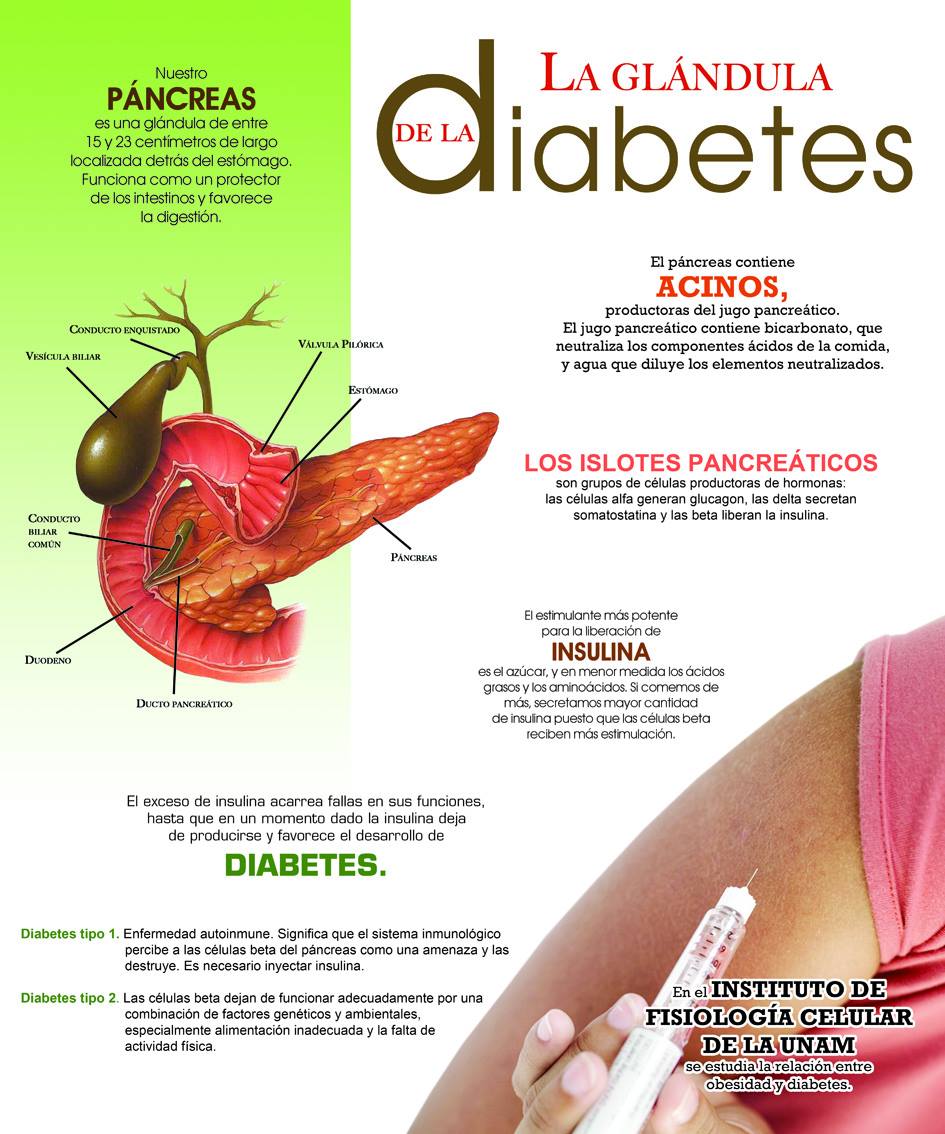 Ciencia UNAM on Twitter "CienciaUNAM El exceso de insulina provoca