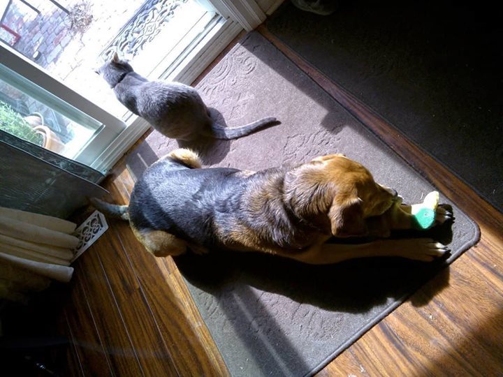 vidyasury's tweet image. Just two friends enjoying the sunshine peacefully. Getting their dose of vitamin D.
.
My friend&apos;s fur babies..two of the most amicable I&apos;ve met.
.
.
.
.
#fms_pet #fmspad #fmsphotoaday #caturday #dogsofinstagram #catsofinstagram #animalsofinstagram #petsofinstagram #lifethrou…