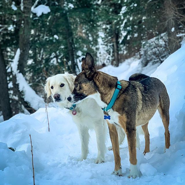 kvandykewx's tweet photo. I can only imagine what these two are conspiring. ๐พโ๏ธ #utahgram #dogsofutah #millcreek #offleashdaysarethebestdays #snowdogs
#harpandrange #rangernelson #harpernelson https://t.co/8jToeHO78o https://t.co/gOqKEQs9Uz