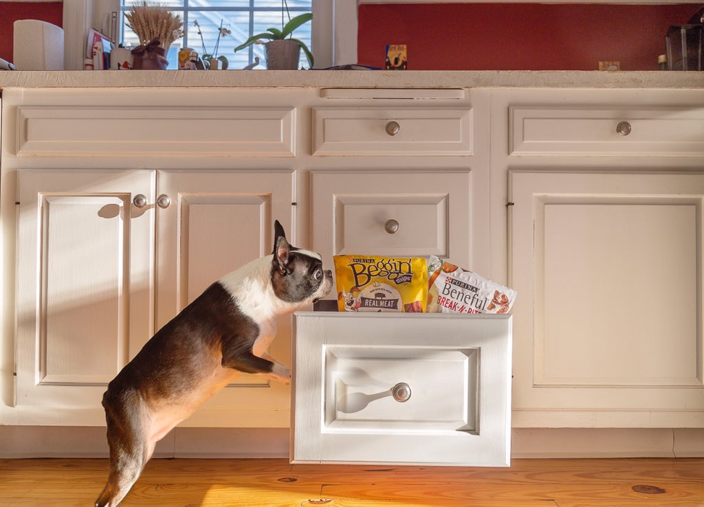 Everyone has a junk drawer, amirite? #dog #bostonterrier #treats#pupdoggydog @bterrierdogs #Bostonterriers