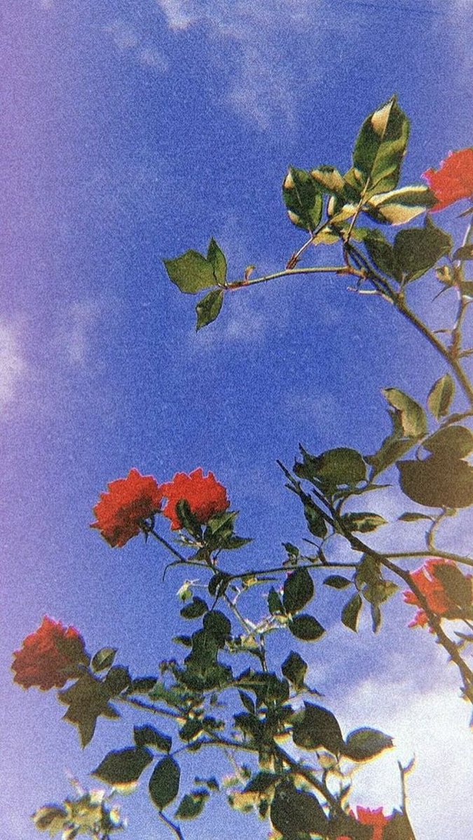jaekrupp's tweet photo. ไม่รู้ต้องโตท่ามกลางหมู่ดอกไม้มากมายขนาดไหน | 

#แจกรูป #แจกดิส #แจกวอล #แจกเฮด  #แจกฟรี  #แจกวอลเปเปอร์
#pink #ROSE #อิมเมจ https://t.co/5Hdm3rMPqY