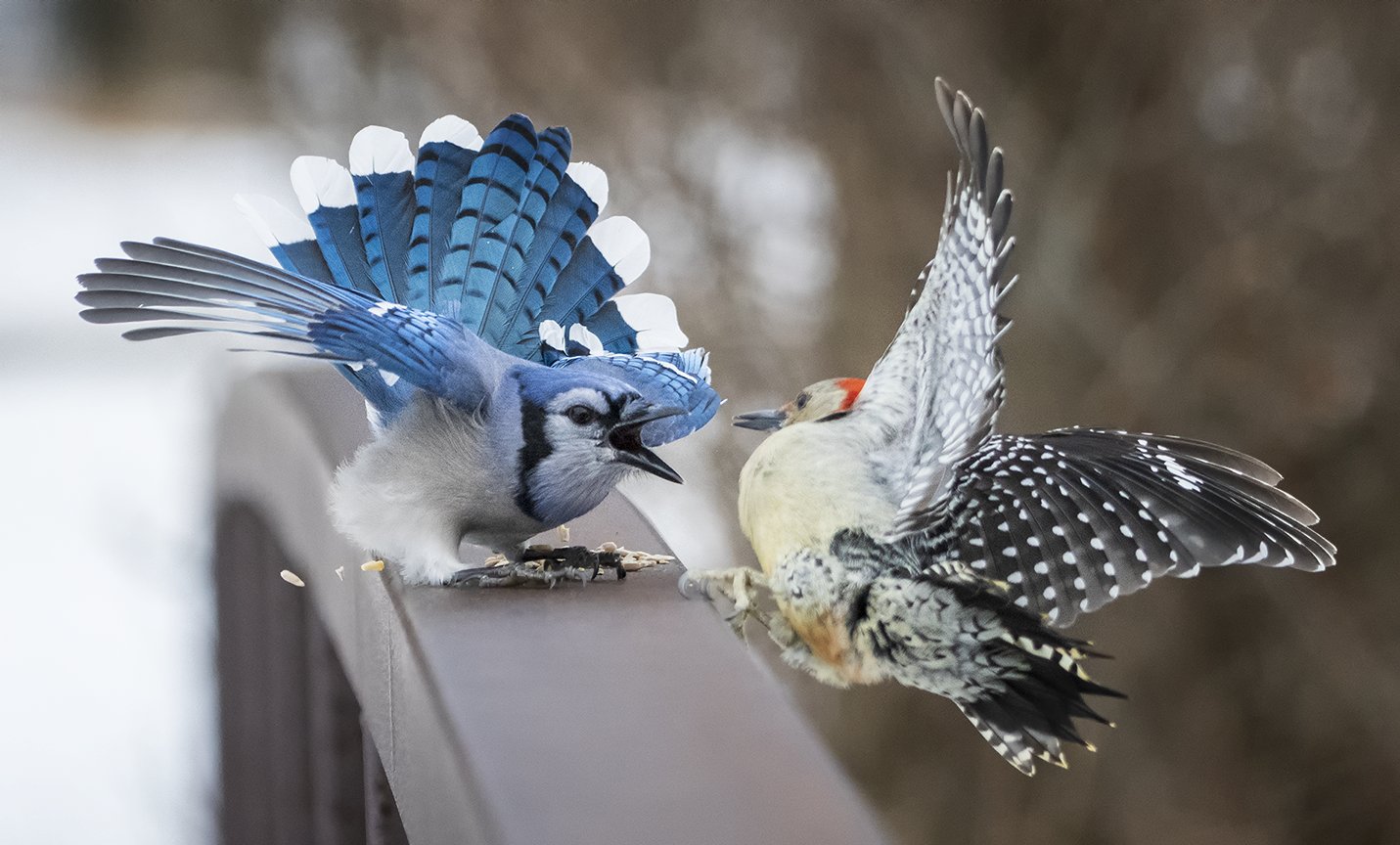 Jocelyn Anderson Photography on X: A Blue Jay challenges a female Red-bellied  Woodpecker. She was startled off the railing, but she immediately flew back  to her spot and the Blue Jay gave