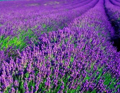 Plantgroup tweet media