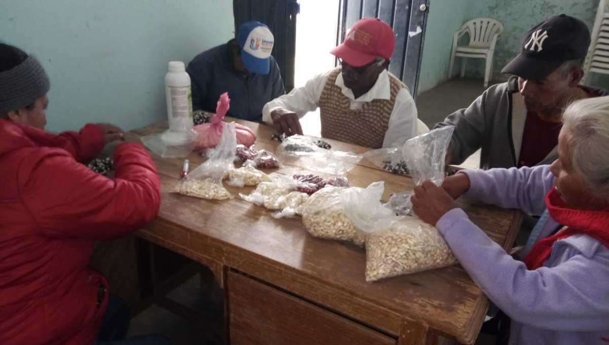 BeVaLi6's tweet photo. #PROAGROCapacita a pequeños productores de maíz del mpio. de Aljojuca, Pue. para calcular la densidad de siembra para el PV 2019 y hacer cambio en el arreglo topológico. @victor_suarez @vmva1950 @bramaccimmyt @tcasaya @KarlaVeronicaRM @fabriciogar63 @LideresProagro @sevillaaraul https://t.co/Z50c1c9pgR