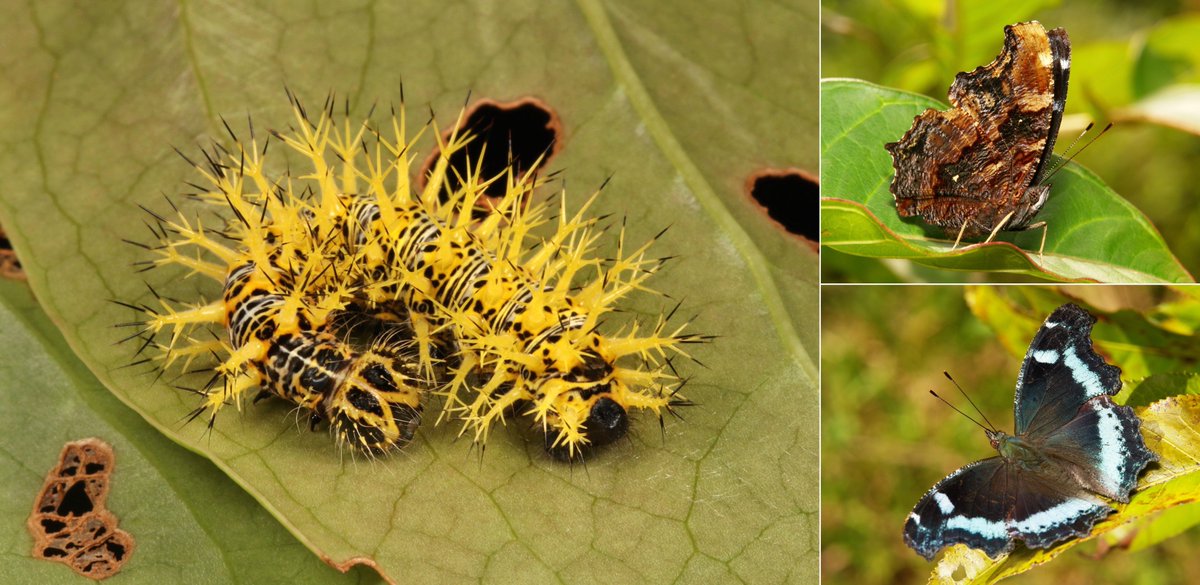  #METAMORPHOSIS - Blue Admiral (Kaniska canace, Nymphalidae)Despite appearances,  #butterfly caterpillars are harmless. Spikey structures are purely ornamental/camouflage/barriers. Moths, on the other hand...  https://flic.kr/p/QScUGz  #insect  #China  #Yunnan  #Lepidoptera  #entomology