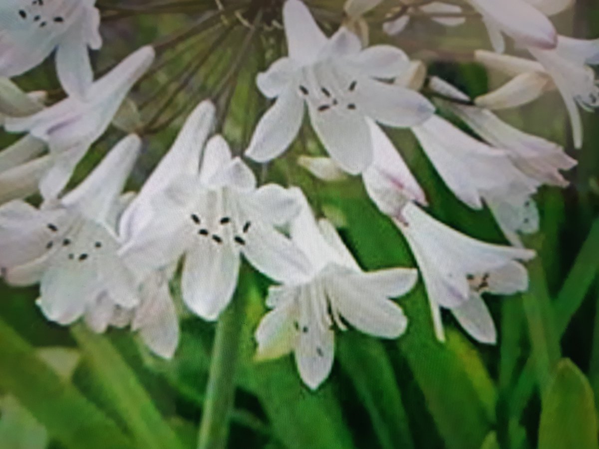 Plantgroup tweet media