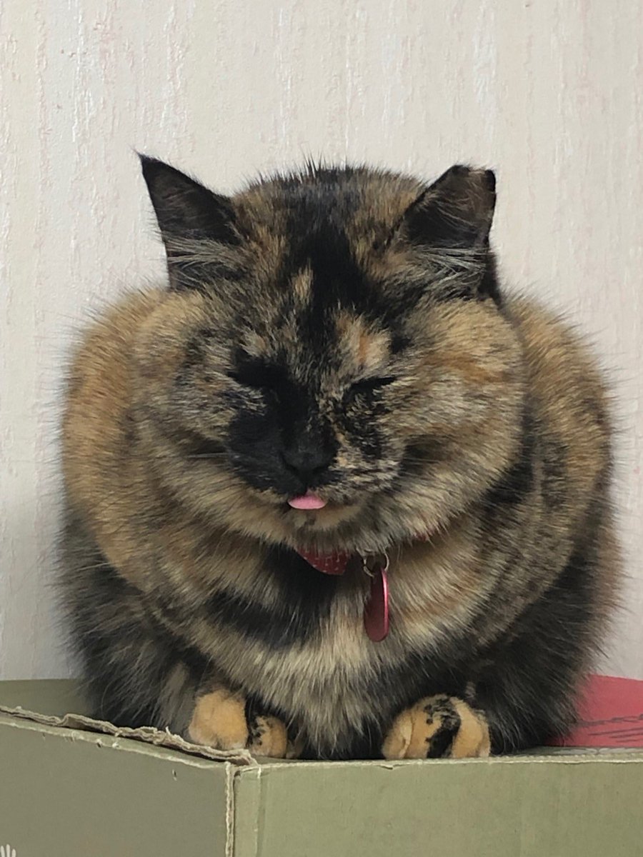 さび猫のさびちゃん ん 誰だ ドラ猫か 目つき悪いし なんかめちゃデブに見えるし さびこわいぞ T Co Zdtl6as5ai Twitter
