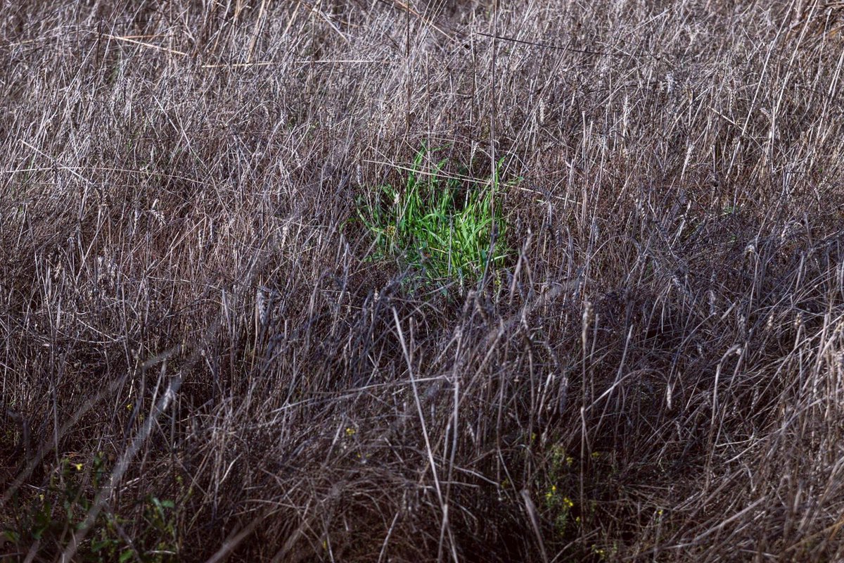 flavioedreira's tweet photo. oasis.
➰
#caminodesantiago #naturaleza #nature #esperanza #hope #green #somewheremagazine #fisheyelemag #verde #jakobsweg #chemindecompostelle #crossingtheparallel #island #isla #greenisland #islaverde #surrounded #oasis #deep #life #solitude #loneliness https://t.co/2hhrOpAFVr