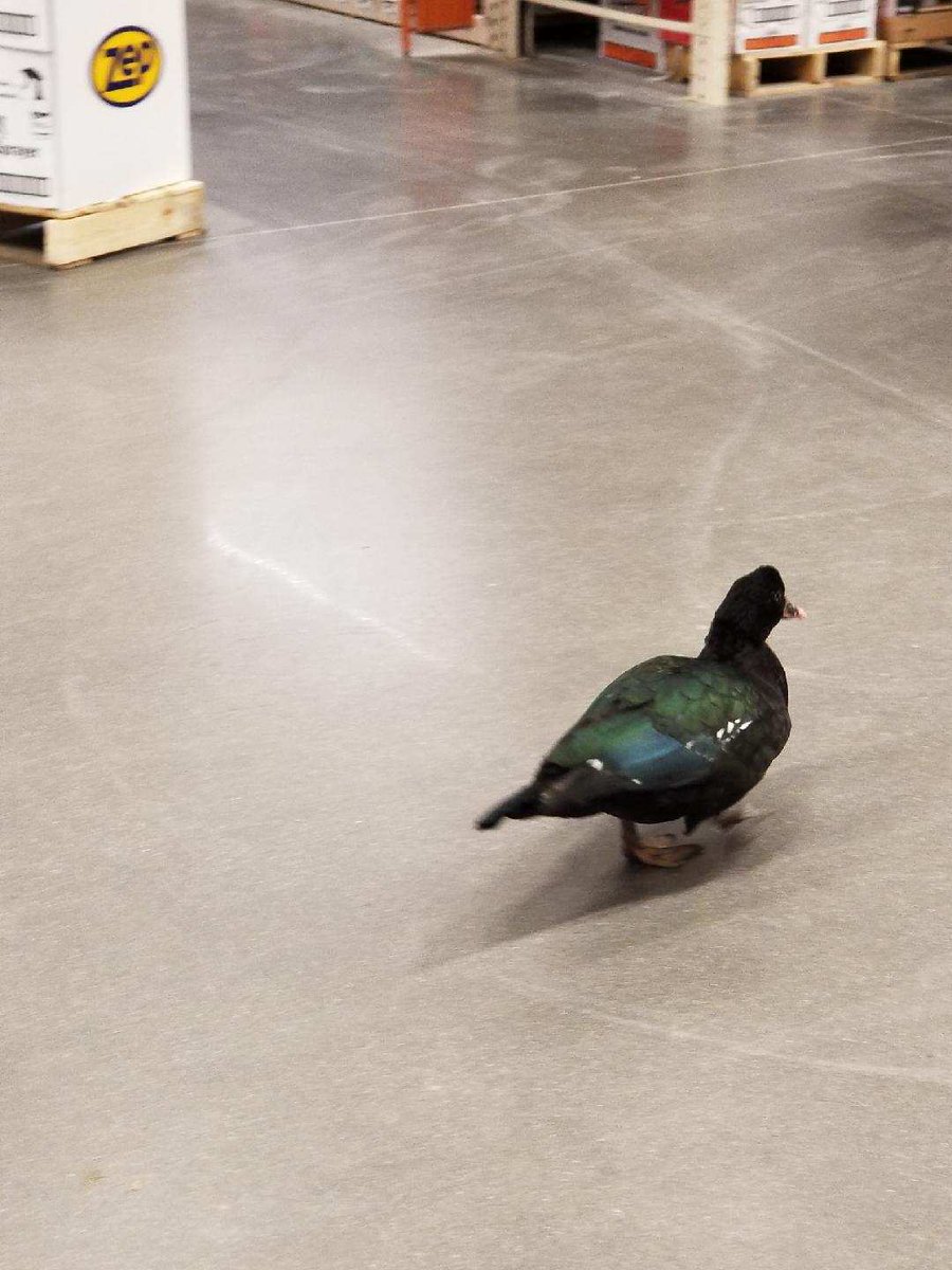 Snow87angel214R's tweet photo. We had a visitor today here at the Oak Cliff Home Depot.... https://t.co/NHaPrebsri
