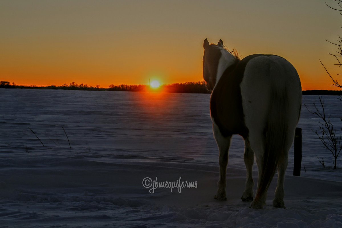 JBMEquiFarms's tweet photo. #sunsetaday When the snow is making it tough but also likely soon easy to just walk over the fence ... frigid temps and playing again. Never dull here on the #horse #farm in #Manitoba #winter #aqha #quarterhorse #sunset #apha #painthorse #ponycross #easykeeper https://t.co/qh3SsI7T0R