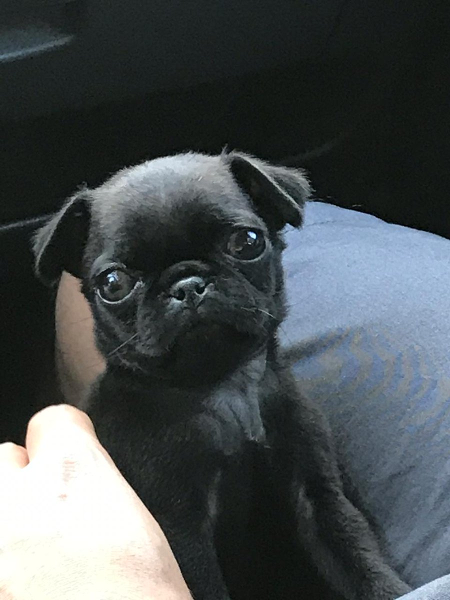 Denissevelez1's tweet photo. OBAMA,BROWNIE,ANGELO, o CHIMUELO? #bbpug https://t.co/8gYFZNZSPQ