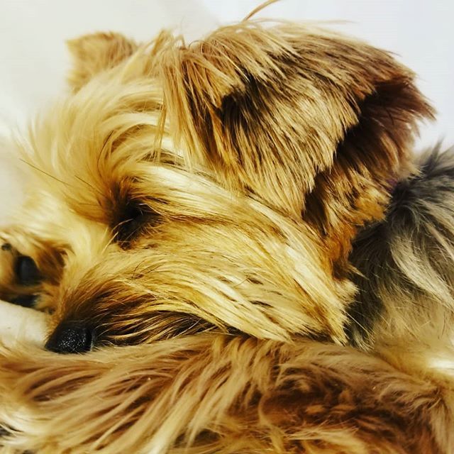 Friday night snuggles #yorkie #yorkiesofinstagram #yorkies #yorkshireterrier #yorkielove #dogsofinstagram #yorkiegram #yorkielife #yorkiesofficial #yorkshire #dog #yorkiesofig #yorkiefamous #yorkiepuppy #yorkieswag #yorkiesrule #yorkieoftheday #dogs #yorkienation #yorkieboy …