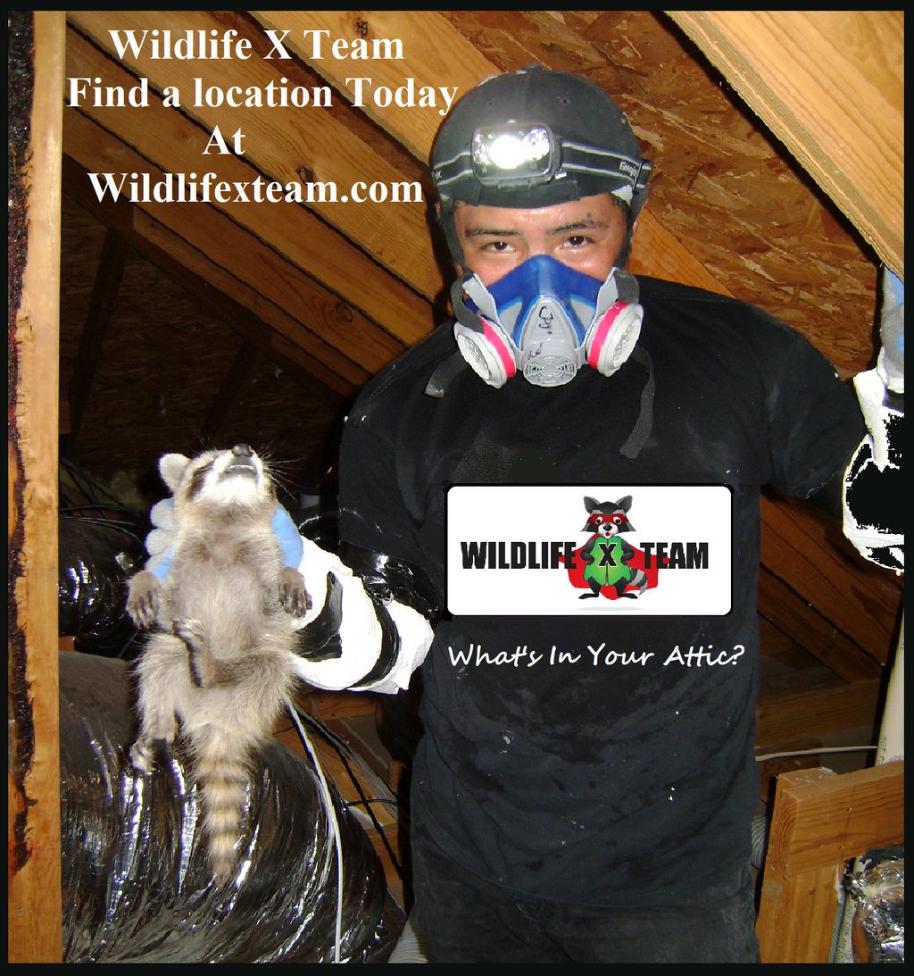 Do you have animals in your home or on your property? Call 1855WILDLIFE, we use humane trapping services, non-lethal bait, the latest trapping technologies, and certified zoologists to insure the animals safe removal and relocation. Locate us at Wildlifexteam.com