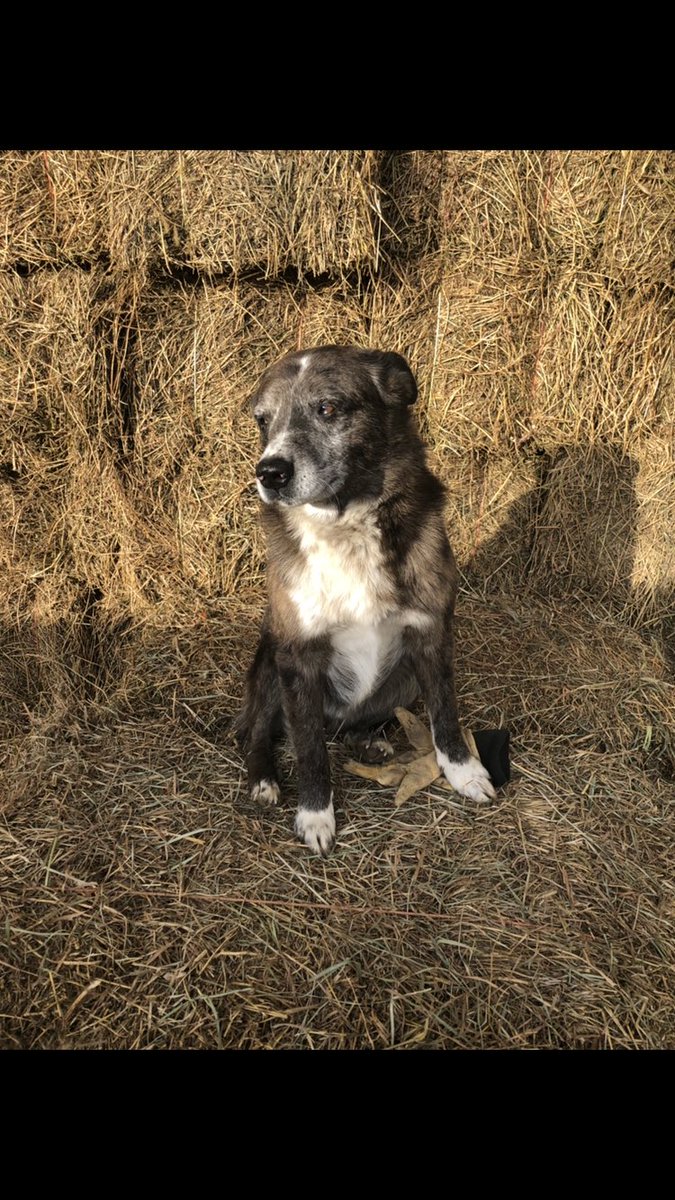 kaybechen's tweet photo. Everyone in the Moville or south of Moville area please keep you eye out for my two dogs! They have gone missing. Buddy (brown) Ike (black) they are both really friendly! Please contact me, Amy Bechen or Steve Bechen if you have or do see them! 💗😭💙 https://t.co/ntz8bmsxvH