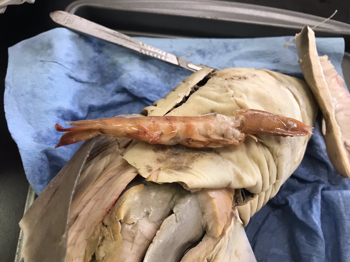kperez919's tweet photo. Shark dissection today! One of our sharks was pregnant. Other sharks had fish and shrimp in their stomachs. #scienceclass #marinescience #dissection @SLWildcats https://t.co/NXOJBsEbtm