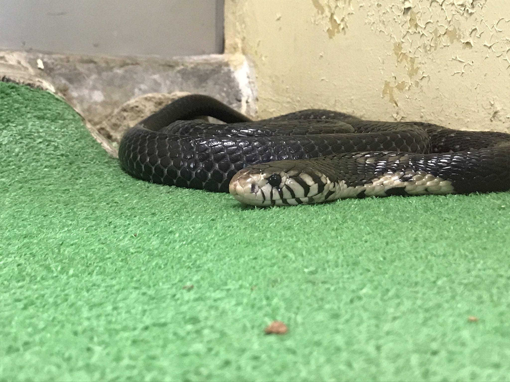 ジャパン スネークセンター Jsc V Twitter 落ち着いた様子のシンリンコブラ とハナナガコブラ 撮影しようと近づいてきた私に対してやや警戒気味なキングコブラ コブラは言わずと知れた毒ヘビですが 大きくパッチリした目には可愛さを感じます